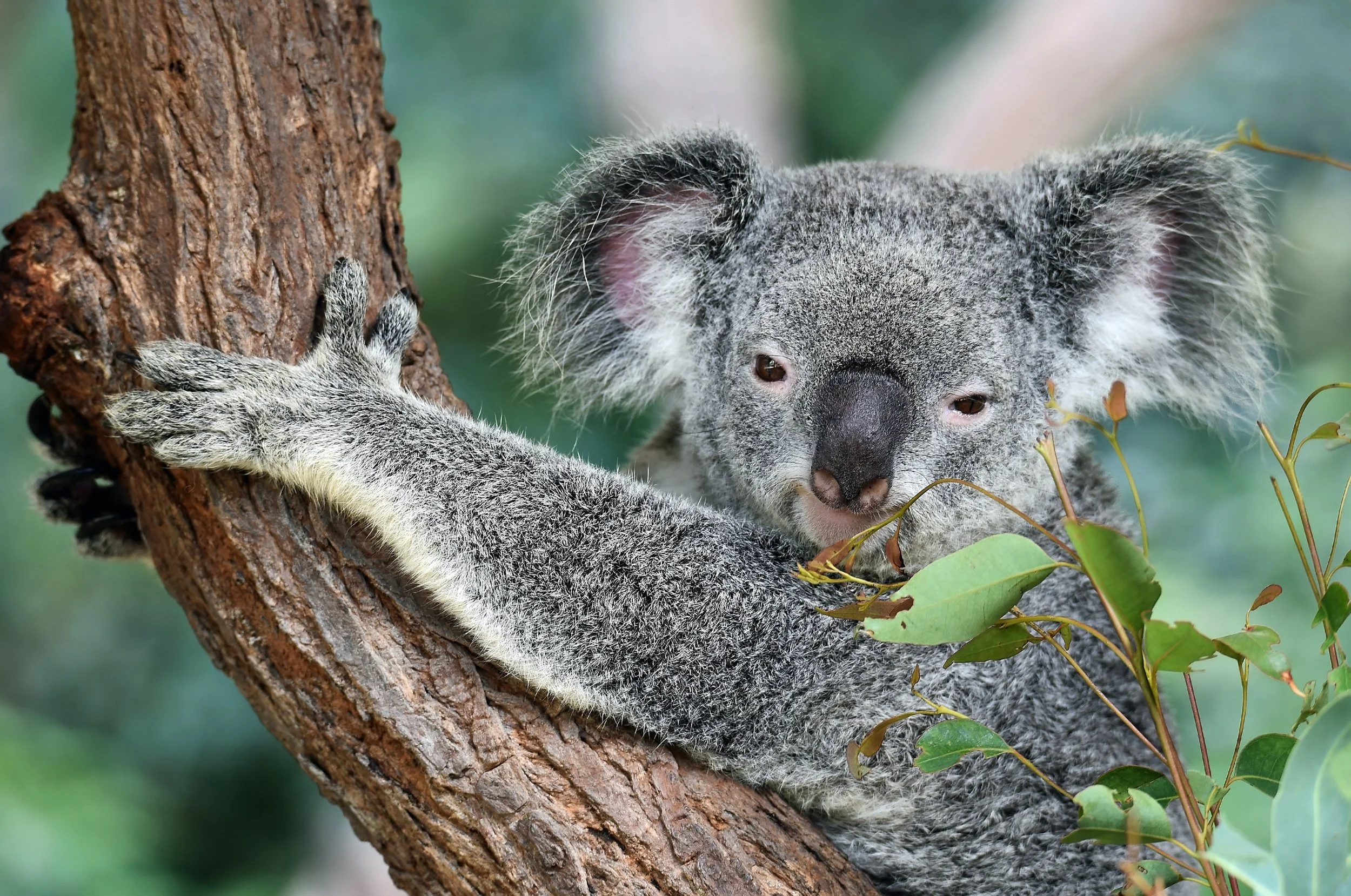 Australia 8