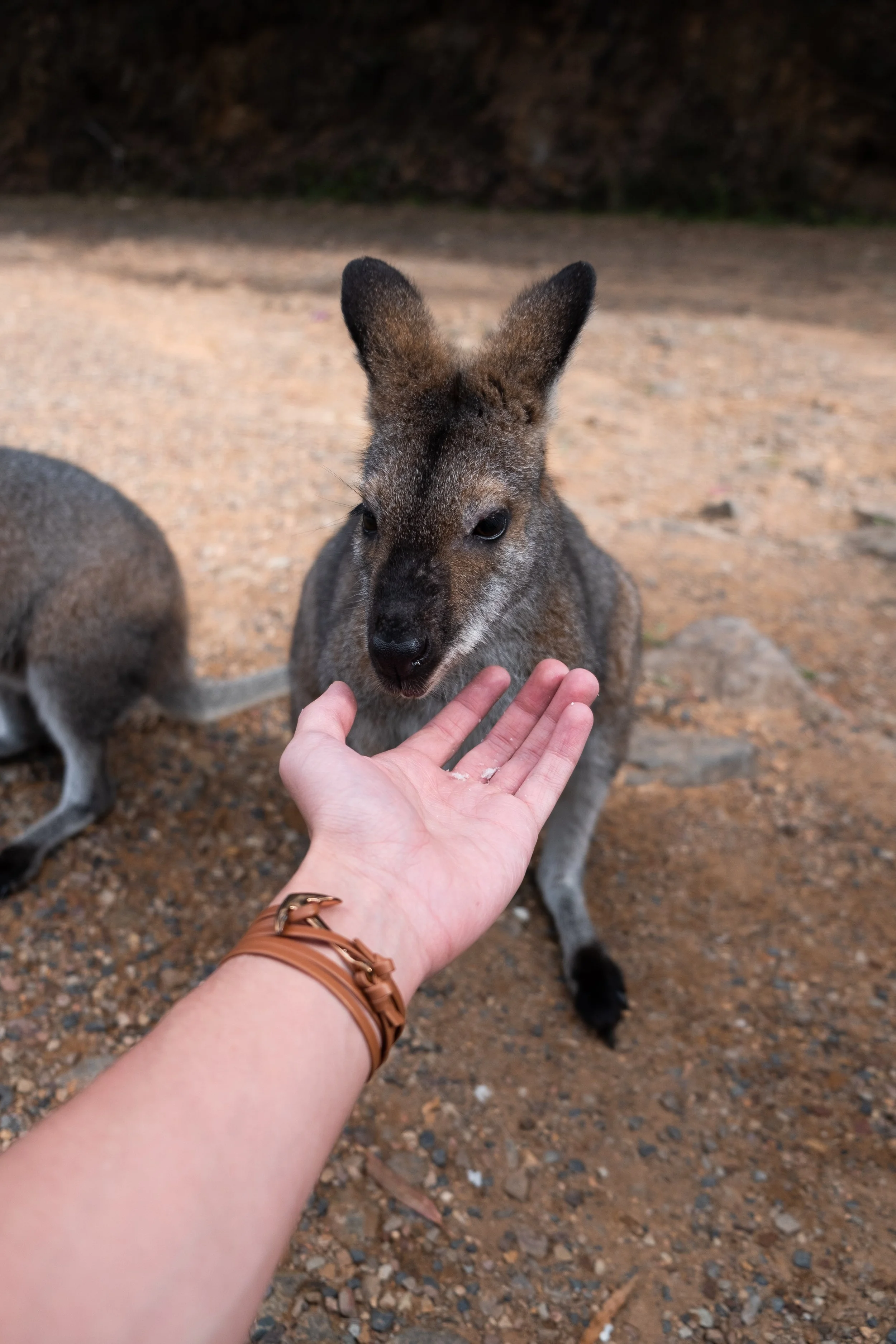 Australia 9